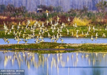 江蘇泗洪：大批候鳥抵達(dá)洪澤湖濕地